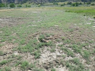 Prairie Dogs